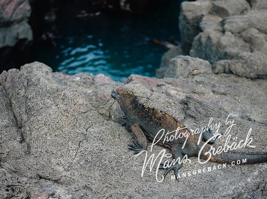 Water Lizard