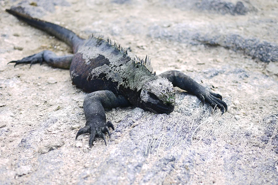 Beach Lizard