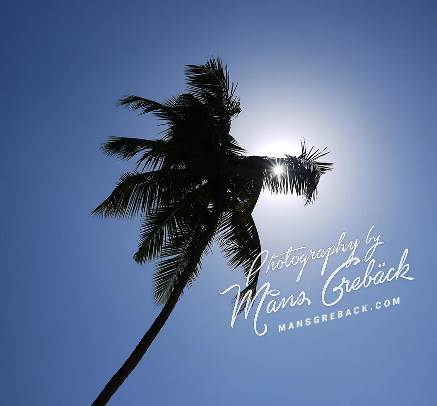 Palm Tree Sky
