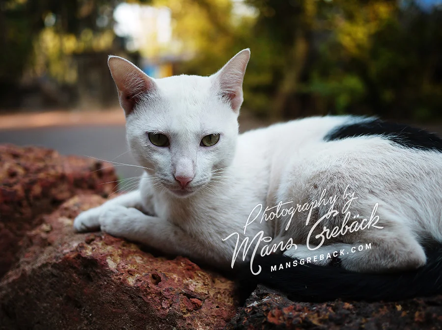 White Cat