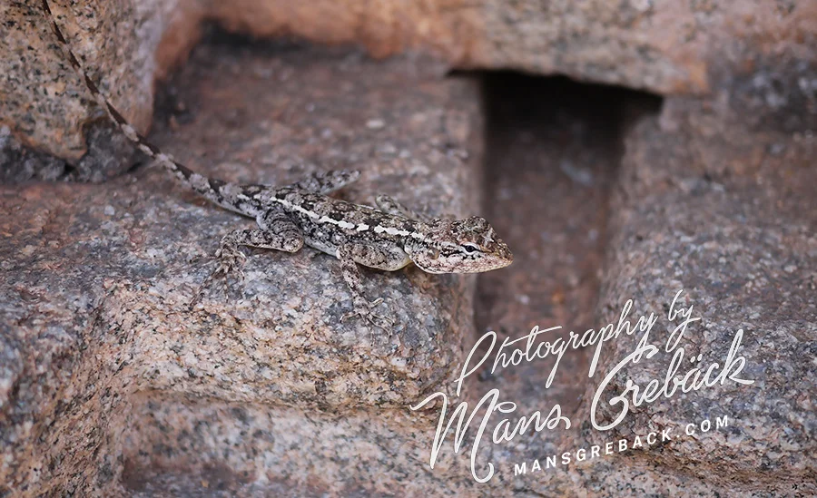 Stone Lizard