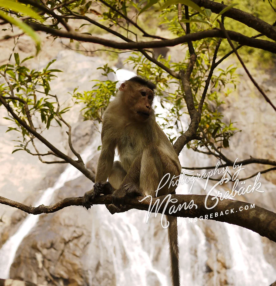 Tree Monkey