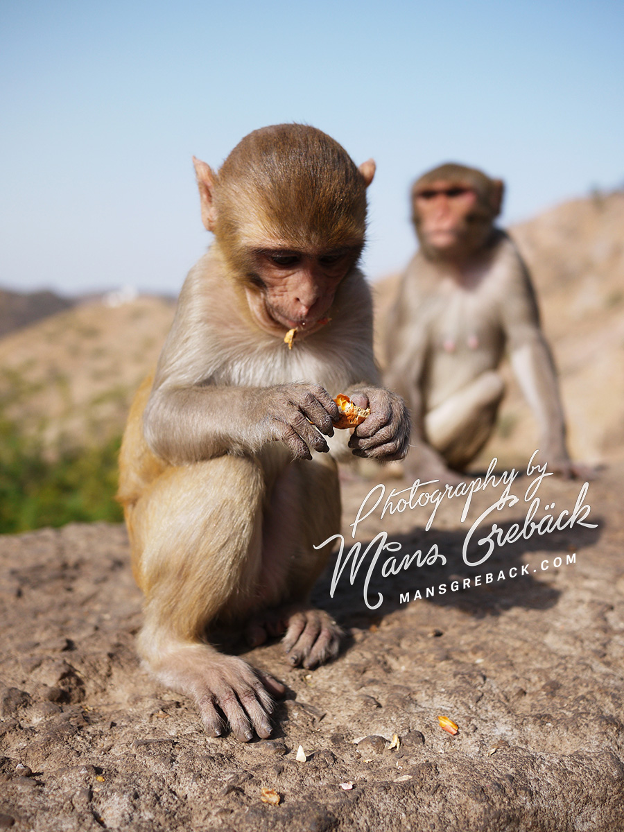 Monkey Open Peanut