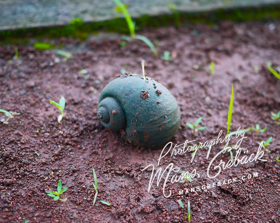 Snail