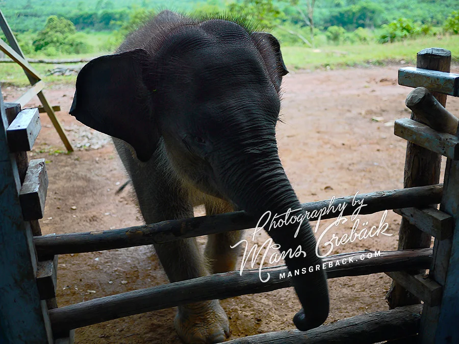 Baby Elephant Fence