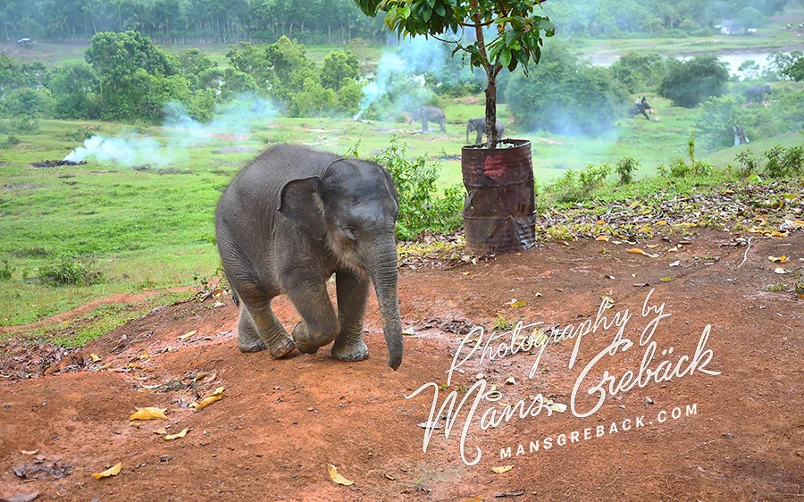 Baby Elephant Walk