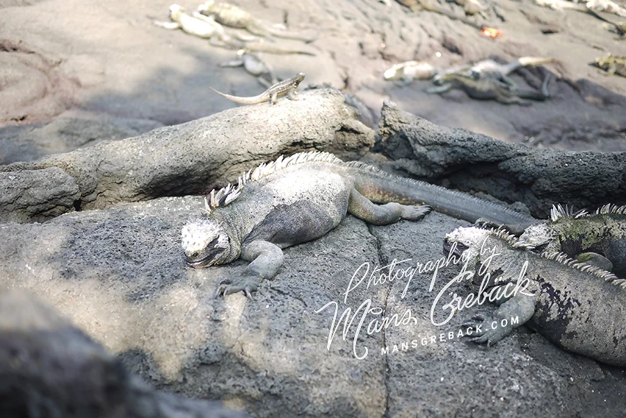 Lizard Rock