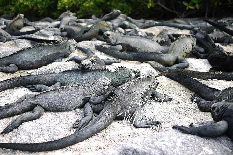 Beach Lizards