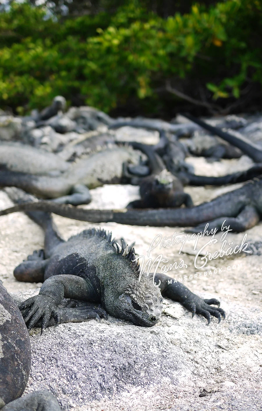 Relaxing Lizard