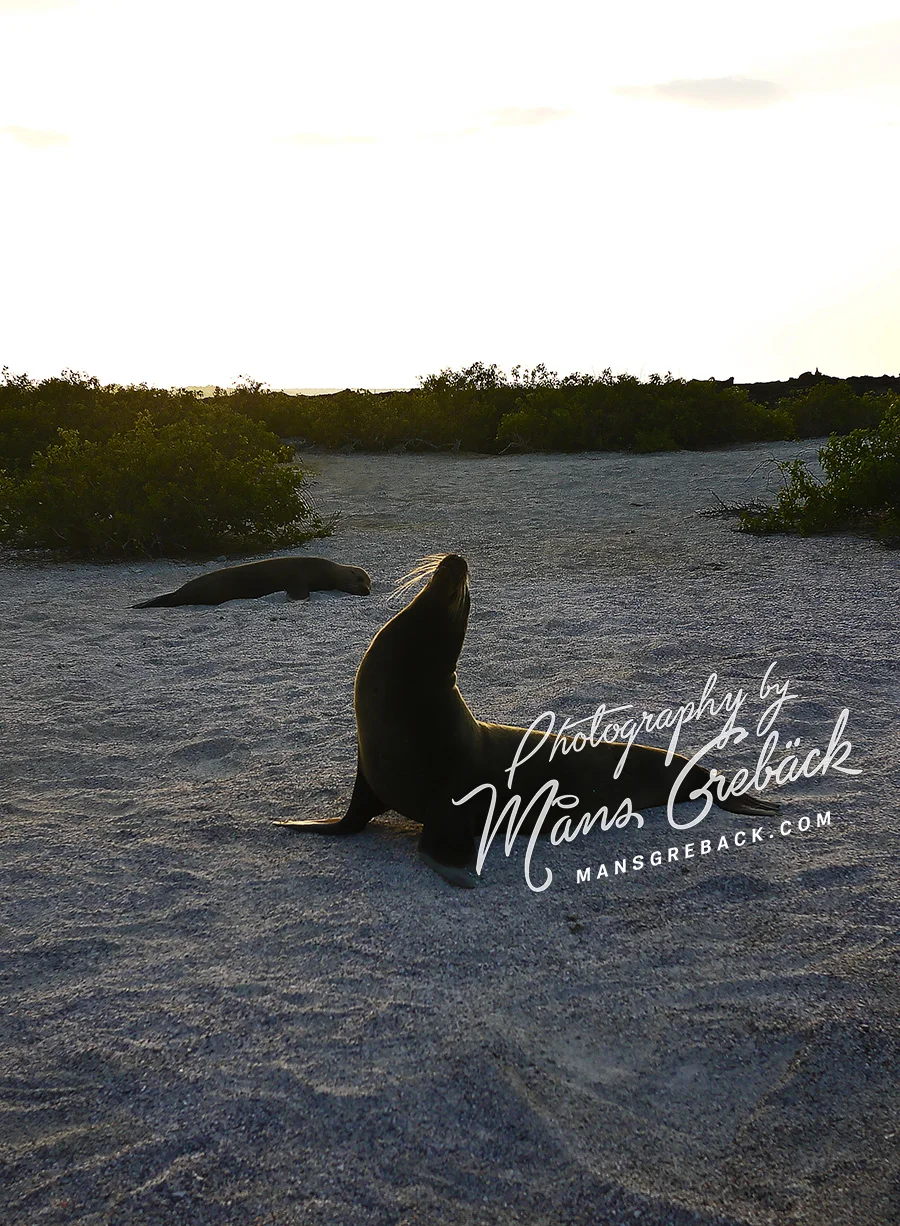 Proud Sea Lion