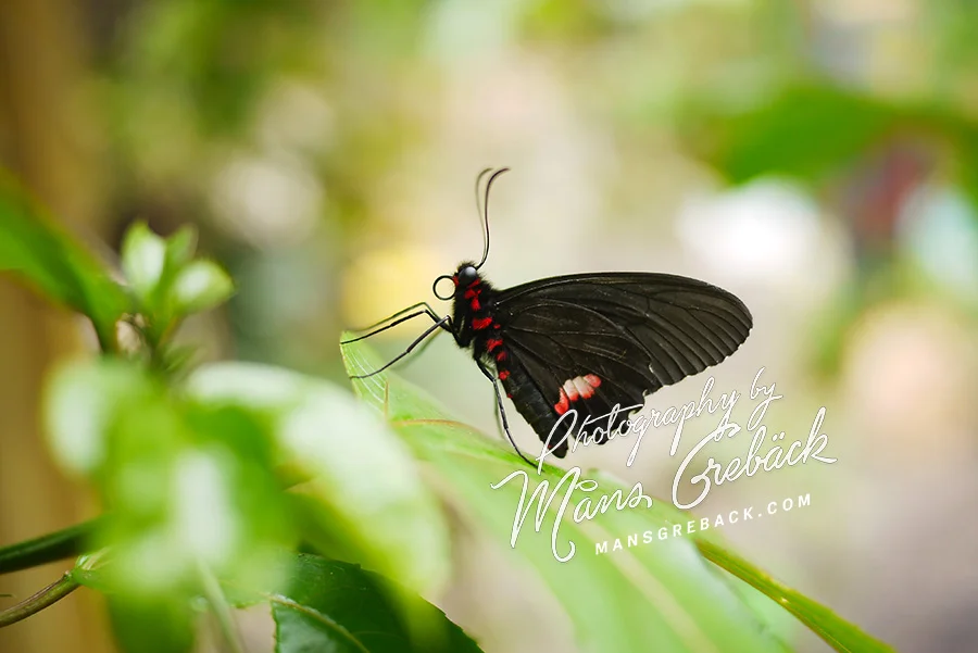 Black Red Butterfly