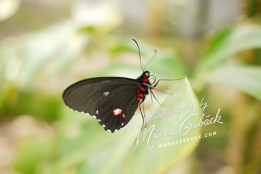 Black Butterfly