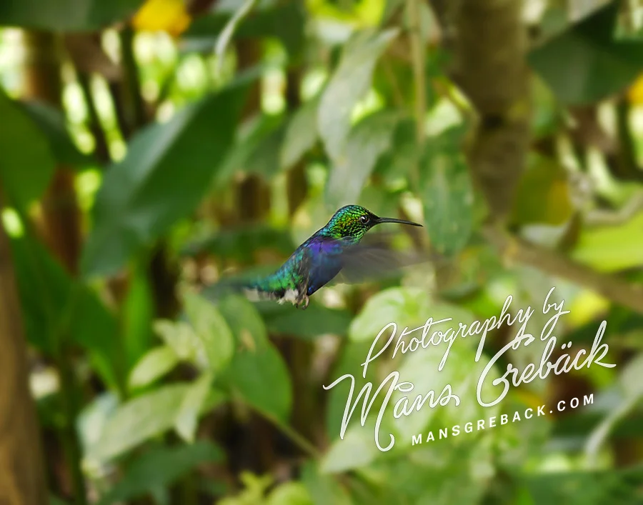 Flying Hummingbird