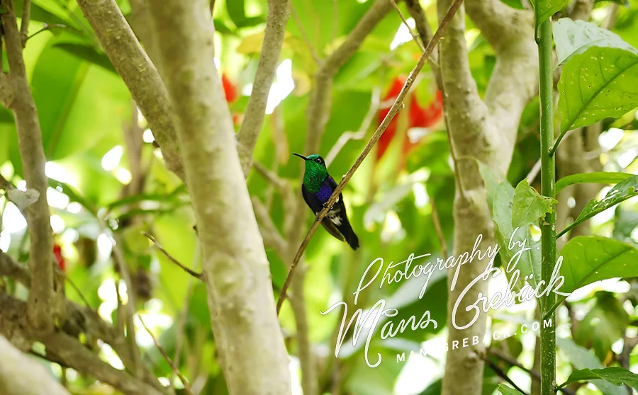 Hummingbird Forest