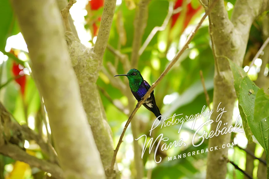 Hummingbird Sideview