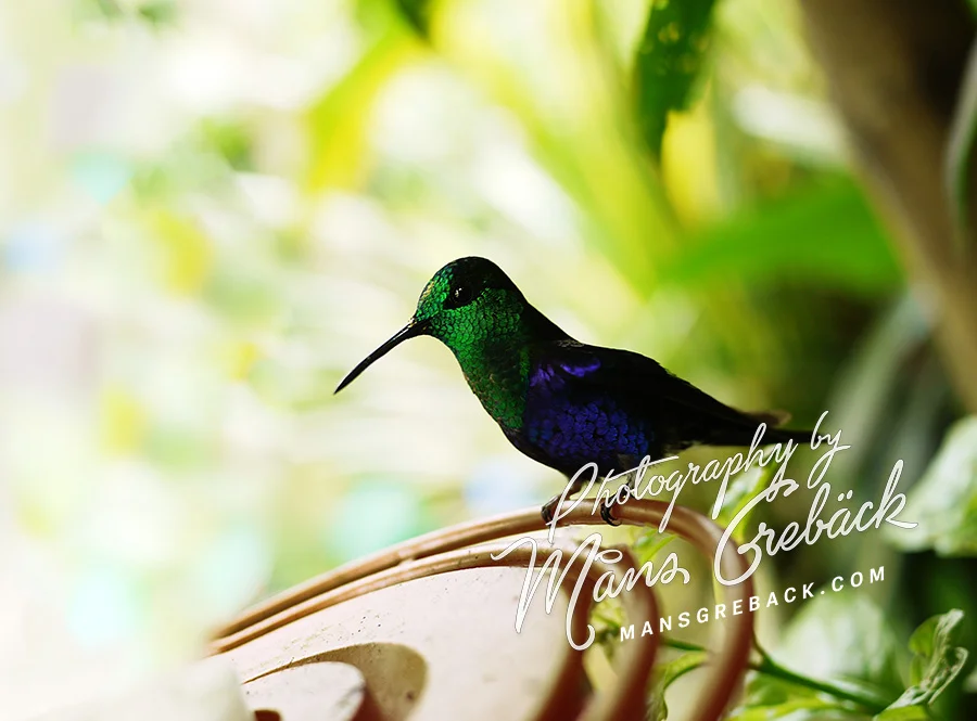 Closeup Hummingbird