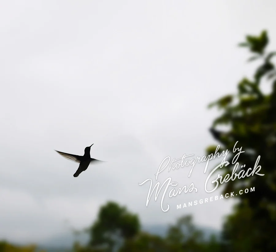 Hummingbird Fly