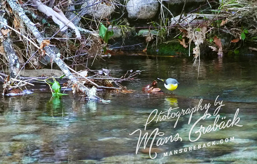 Wagtail Water