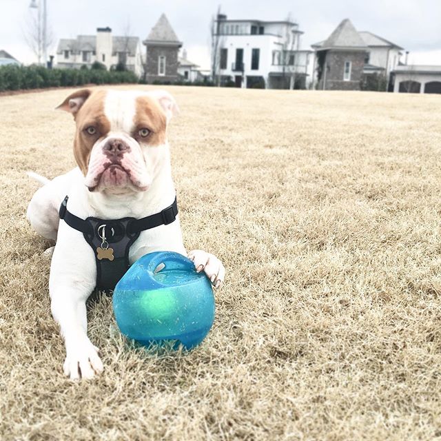 Quality time with this handsome boy 💗🤗 #americanbulldog #squishyface #wigglebutt 🐶🍳