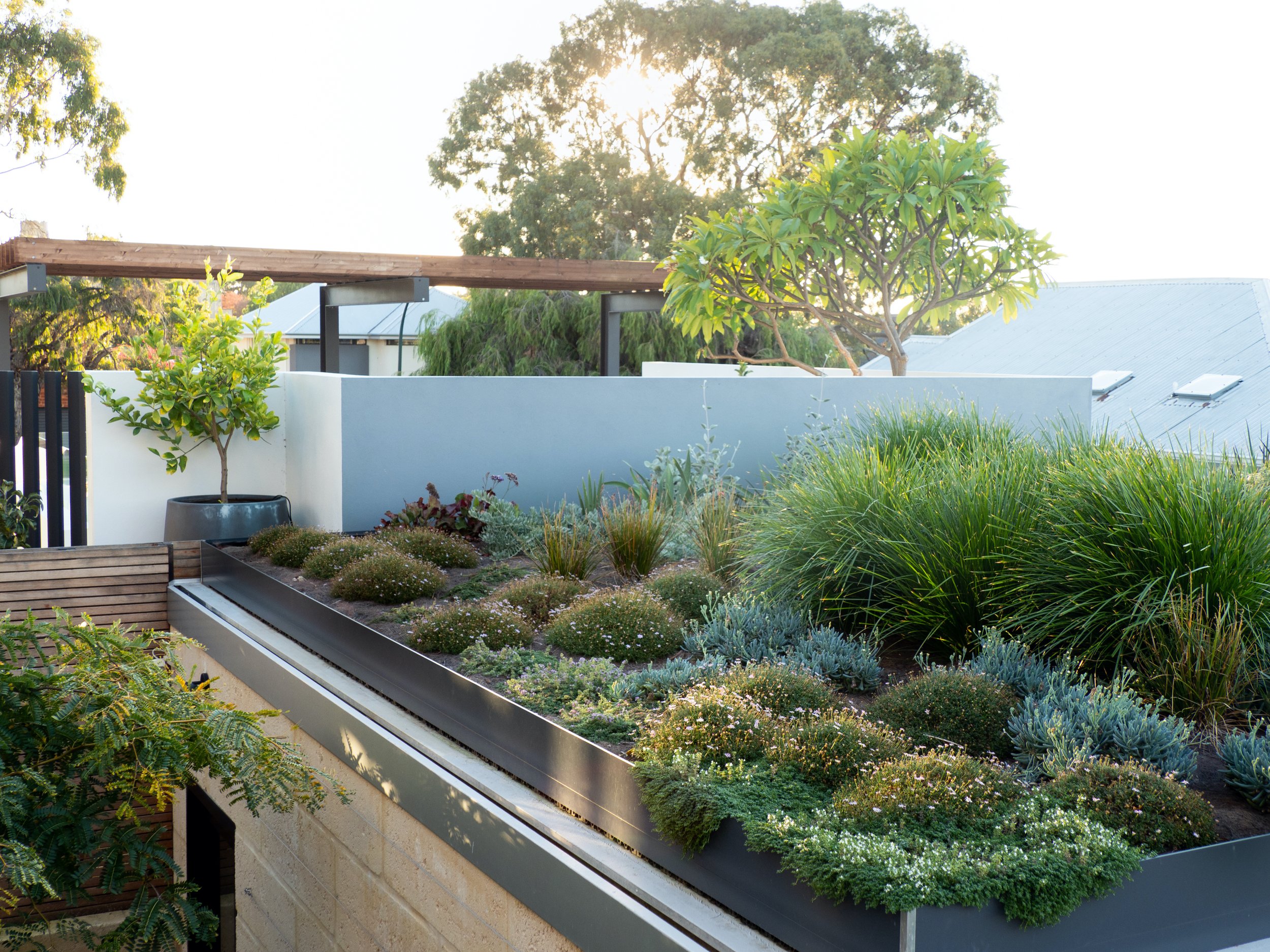 ftgd-west-leederville-green-roof-robyn-tandon.jpg