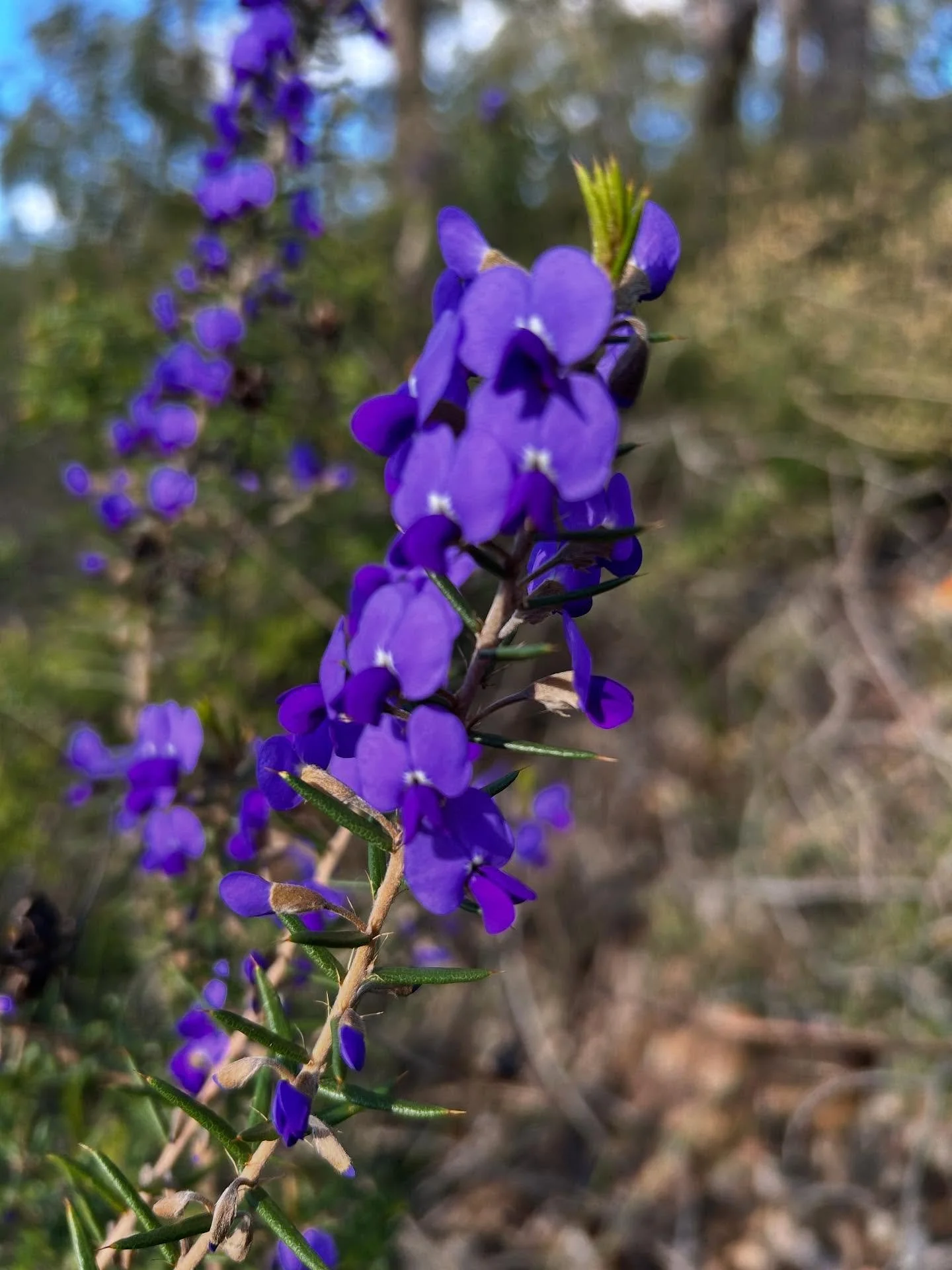 Flower power 🌸🌸🌸