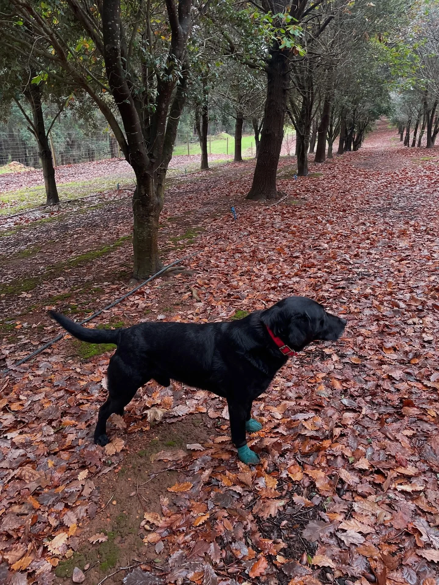Truffle hunting adventures with Max from @australiantruffle 🐕 🍄&zwj;🟫