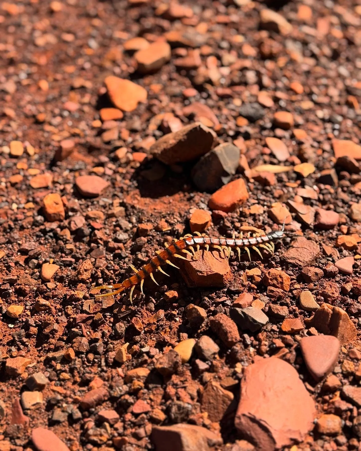 The Pilbara never disappoints 🐛