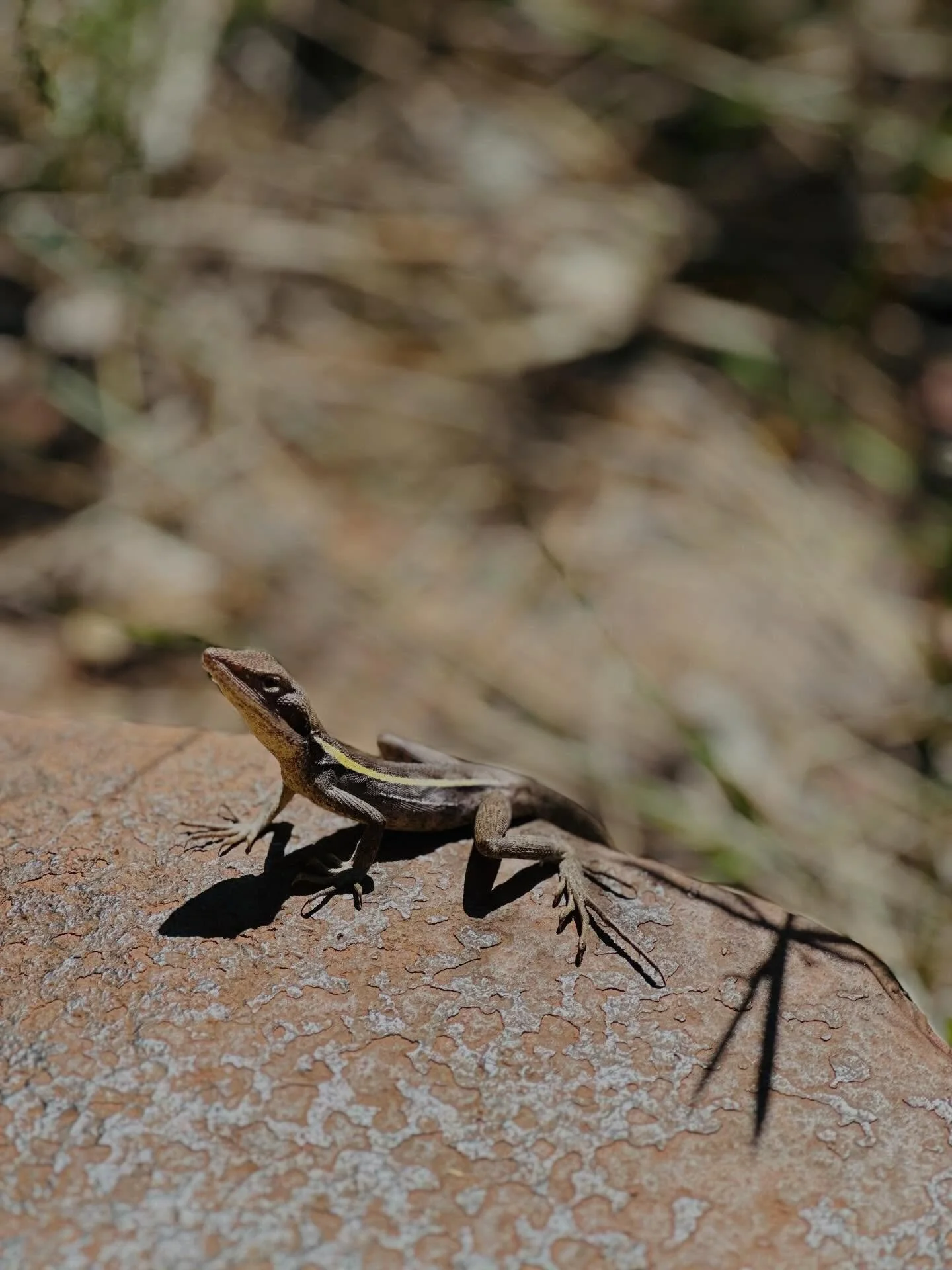 New friends 🦎