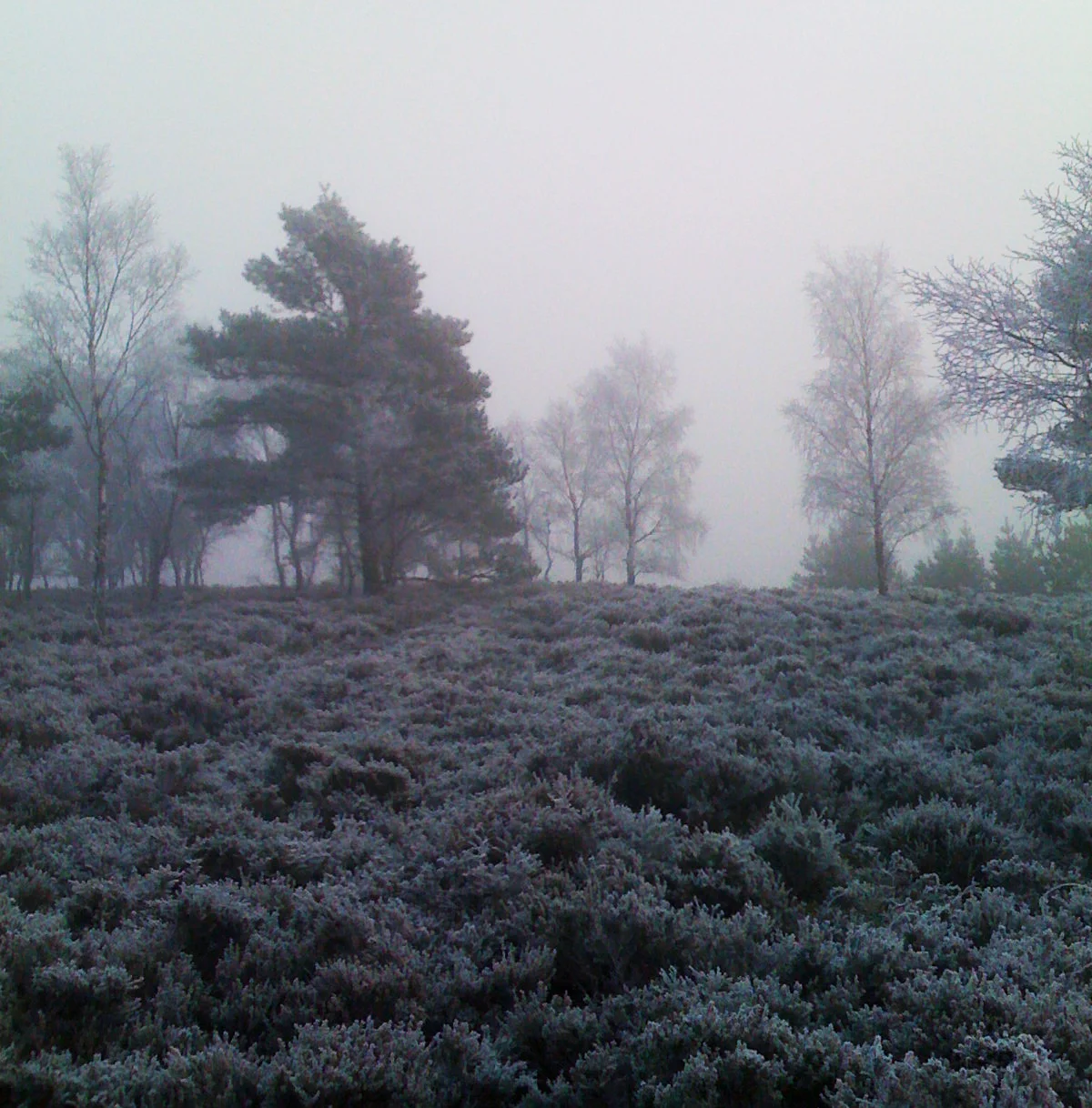 blue hue in winter 2.jpg