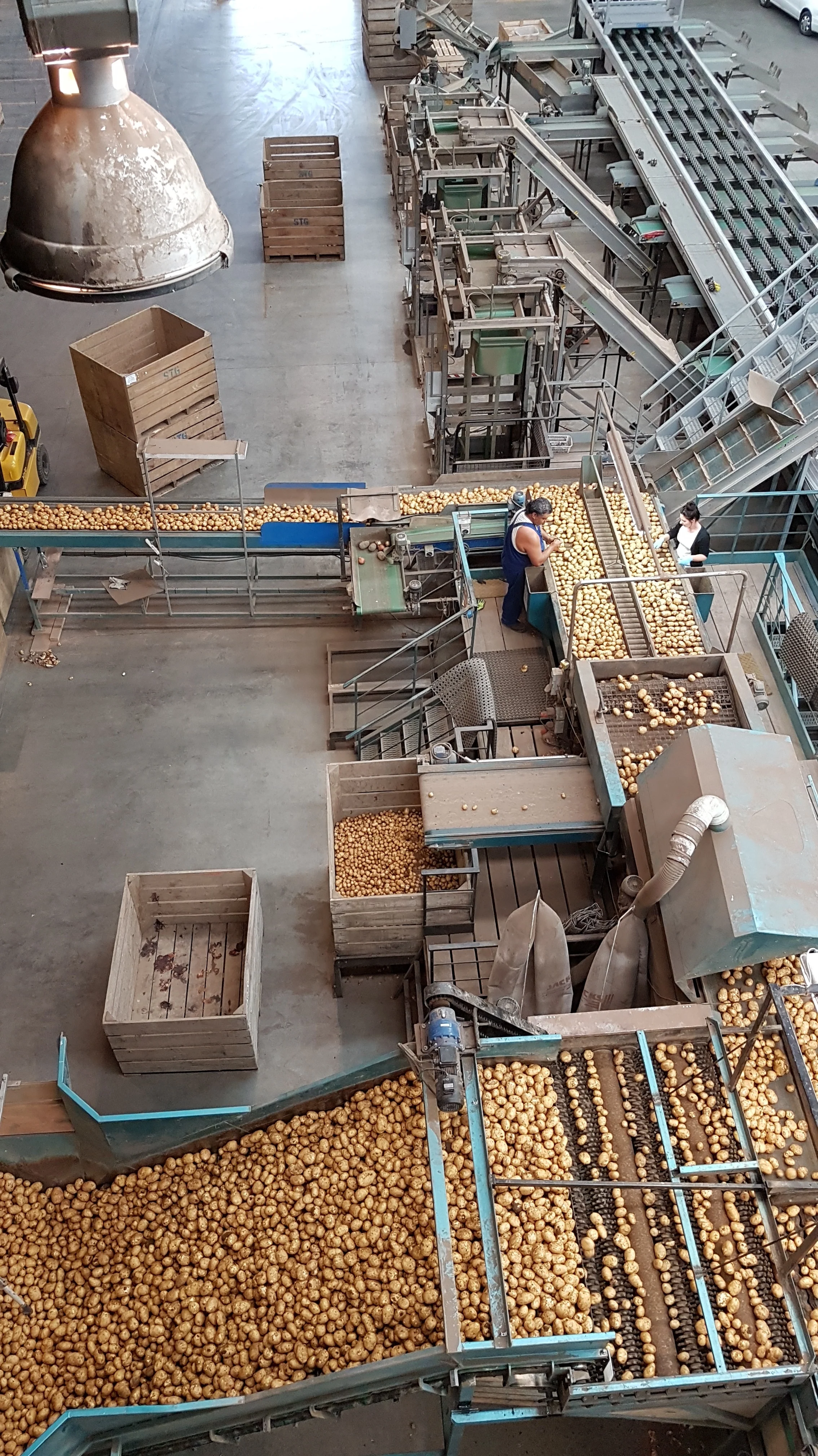 sorting conveyer line.jpg