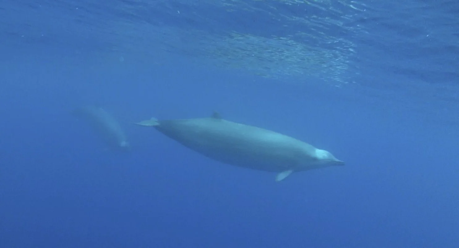 Caught on film for the first time: One of the world’s rarest whales!