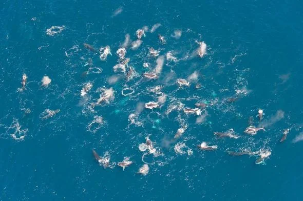 A "super-group" of humpback whales observed from an aircraft off the coast of Cape Peninsula, South Africa. PHOTOGRAPH COURTESY JEAN TRESFON