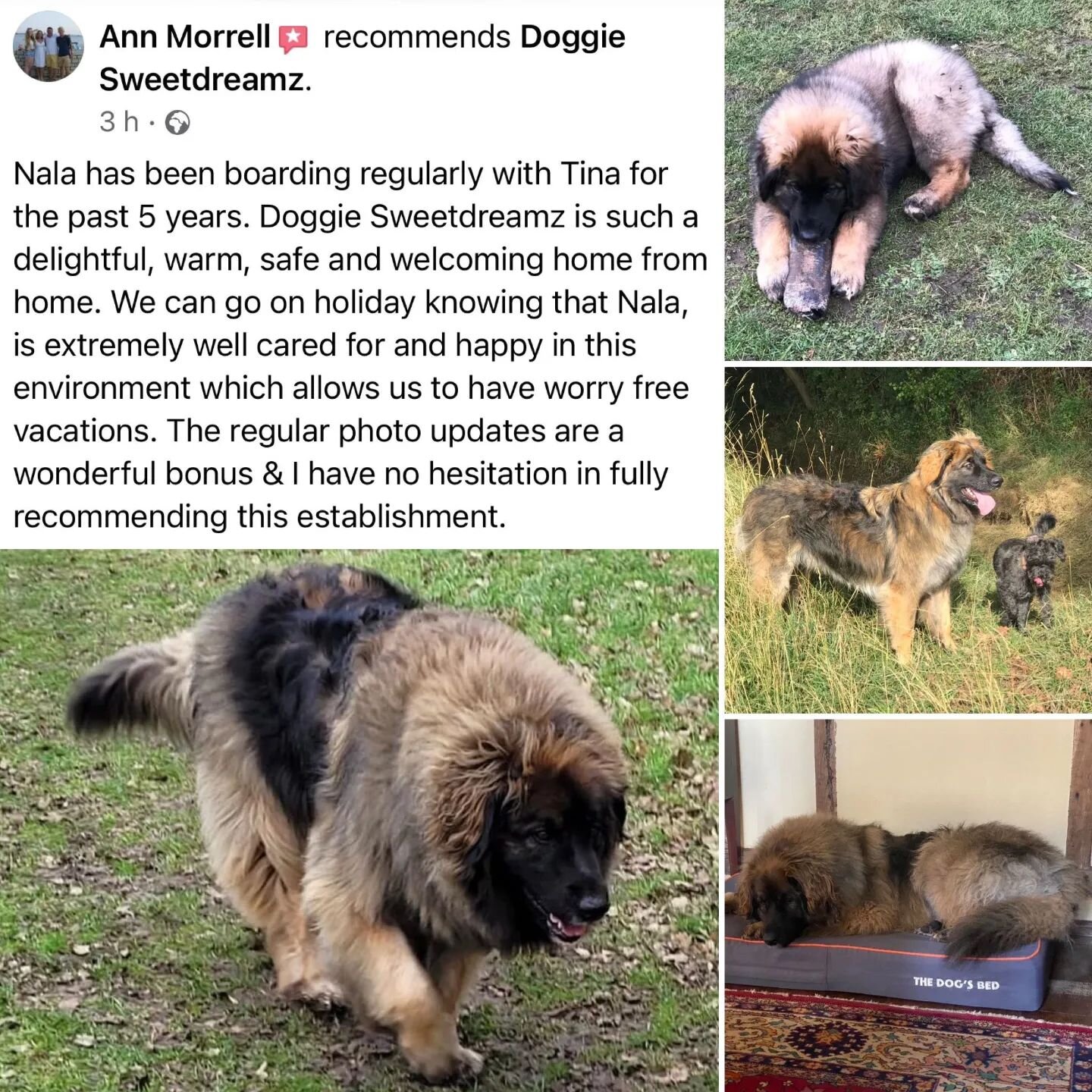 Where have the last 5 years gone? We love watching the dogs we look after growing up. From 14 weeks to 5.5 years and counting!

#leonberger #review #grateful #thankyou #growingup #loyalcustomer #homefromhomedogboarding #homefromhome #dogboarding
