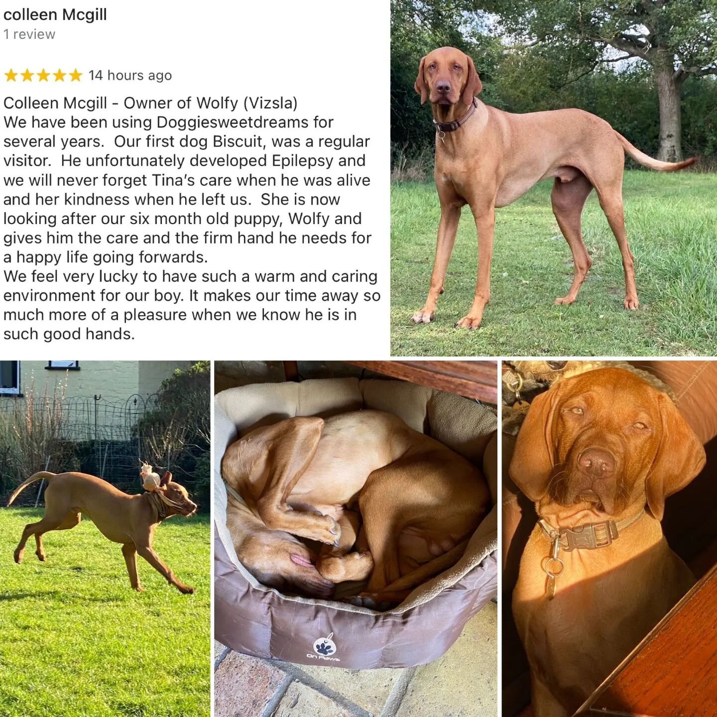 We love our clients. Thank you for  the review 😀

#hungarianvizsla #puppy #review #grateful #thankyou #repeatcustomer #5star #homefromhome #homefromhomedogboarding #dogboarding