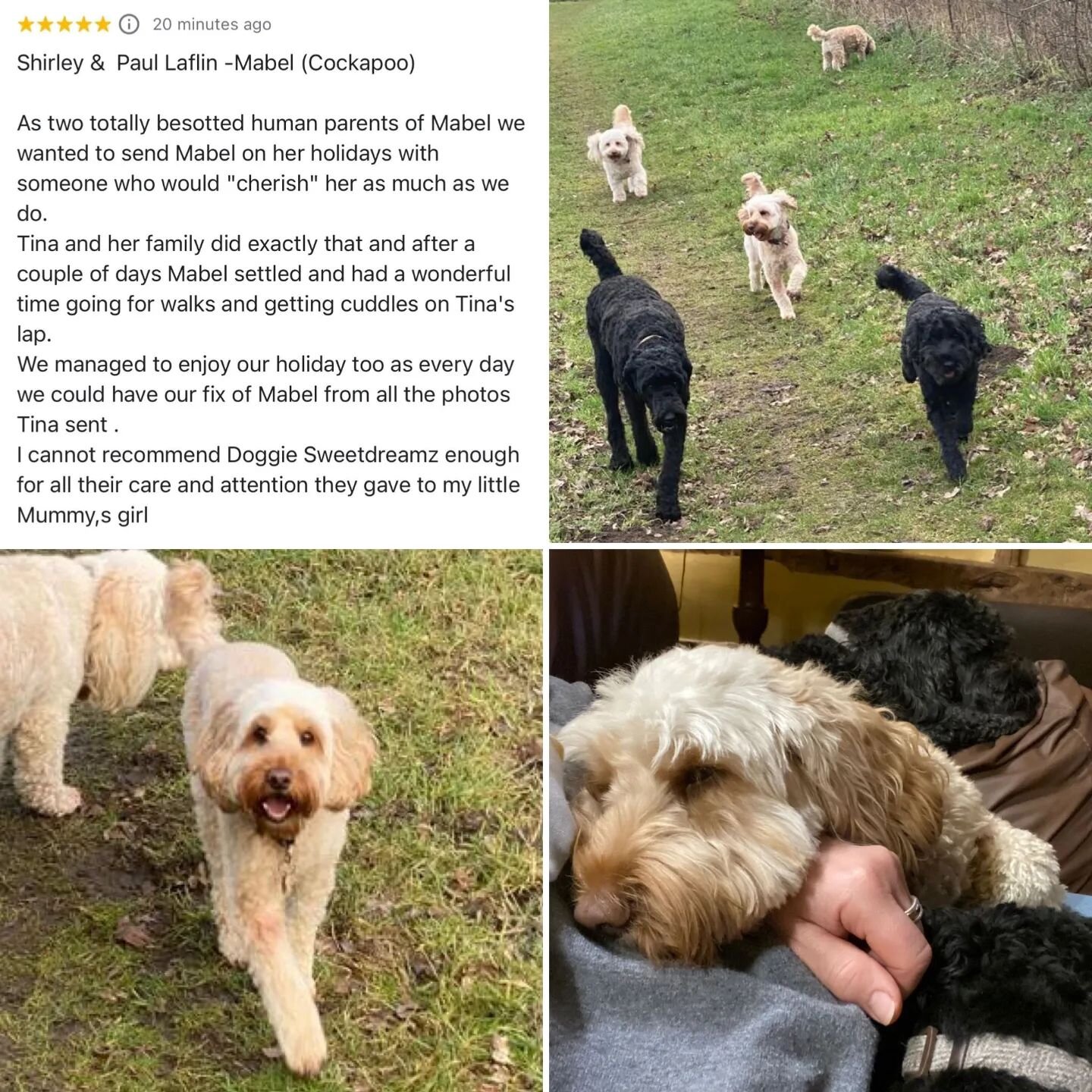 A lovely review from a lovely client. 

#thankyou #grateful #review #google #googlereview #cockerpoo #homefromhome #homefromhomedogboarding #dogboarding