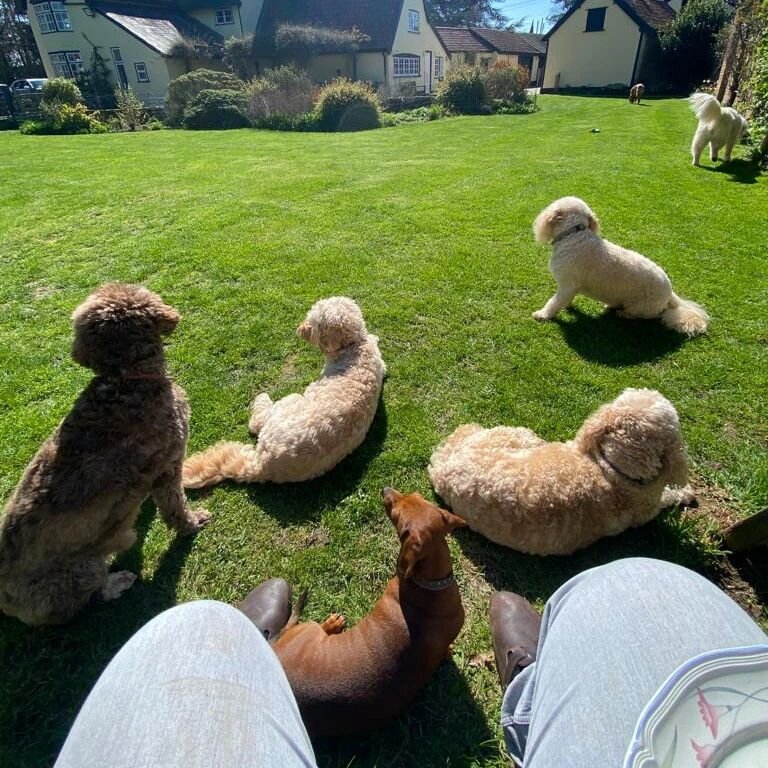 Spring has sprung which means lunch in the sun! 🌷☀️

#homefromhomedogboarding #homefromhome #dogboarding #garden #dachshund #cockerpoo #goldenretriever #springerspaniel #hungarianvizsla