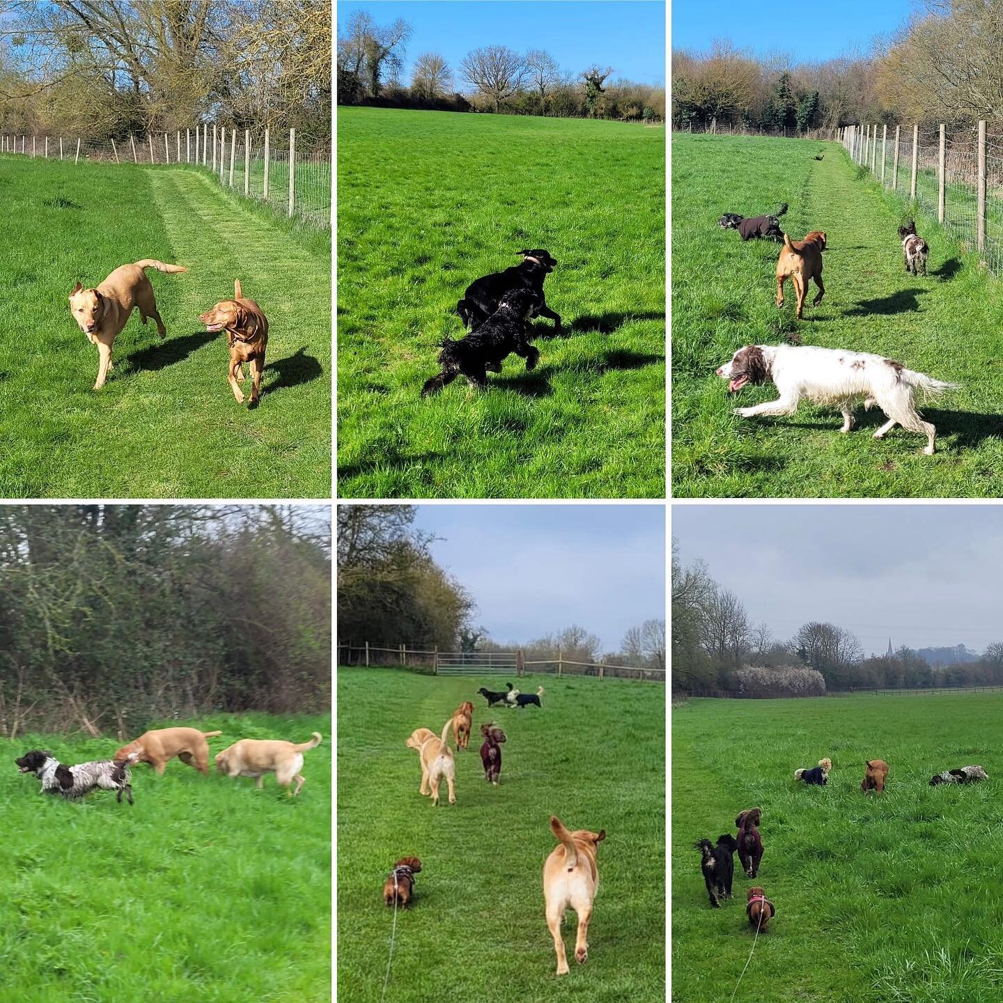 Fun in the fields as always over the past week #dogwalks #offlead #twicedaily #labradors #vizsla #springerspaniel #sprocker #dachshund #cockapoos #doghomeboarding #dogboarding