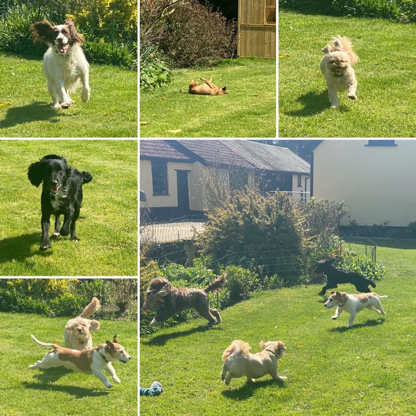 The dogs are loving the sun as much as we are! 🌞 

#doghomeboarding #dogboarding #homefromhome #homefromhomedogboarding #garden #funinthesun #springerspaniel #cockerspaniel #jackrussell #cockerpoo #shitzu #intaliangreyhoundxterrier