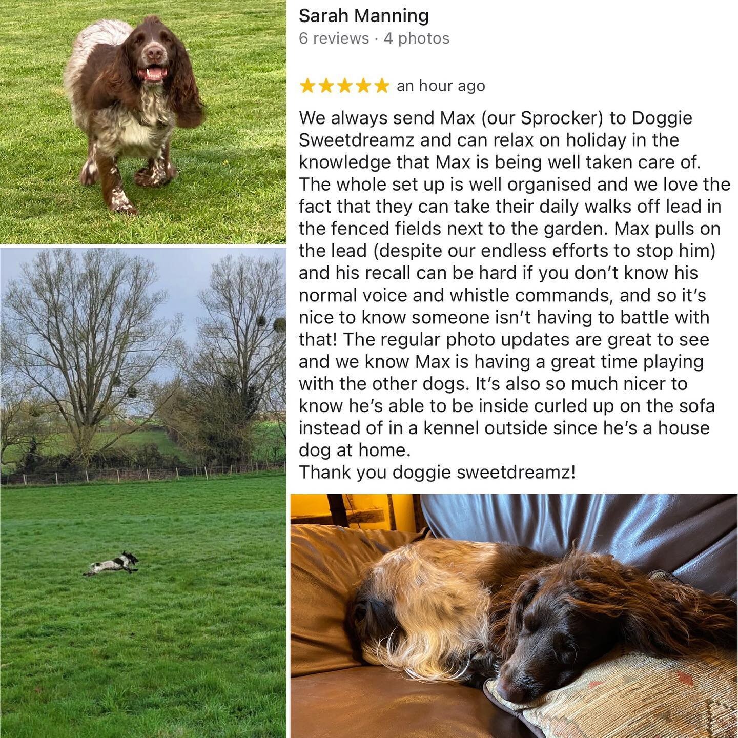 We&rsquo;re always so grateful when our clients take the time to leave us a review, thank you so much 🐾 #sprocker #doghomeboarding #dogboarding #offleadwalks #comfysofas #happydogs
