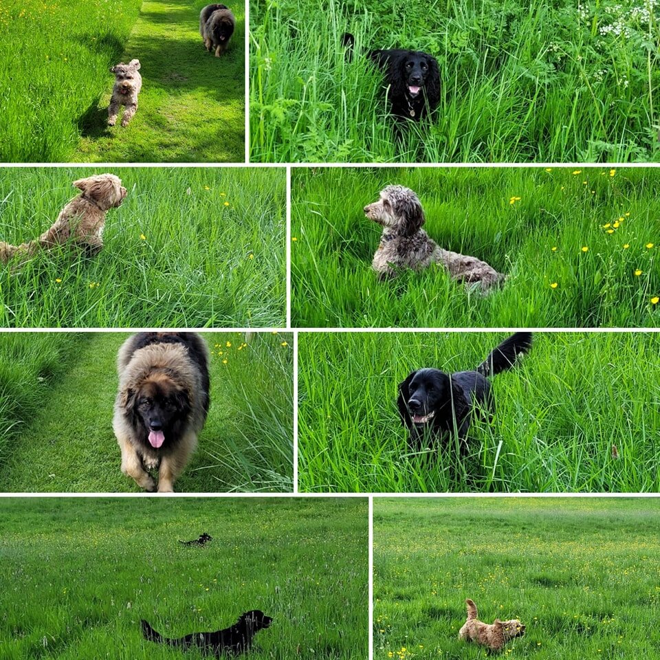The dogs have been making the most of the long grass today! 

#doghomeboarding #dogboarding #homefromhomedogboarding #homefromhome #offleash #offleadwalks #springtime #cockerpoo #cavapoo #leonberger #springerspaniel