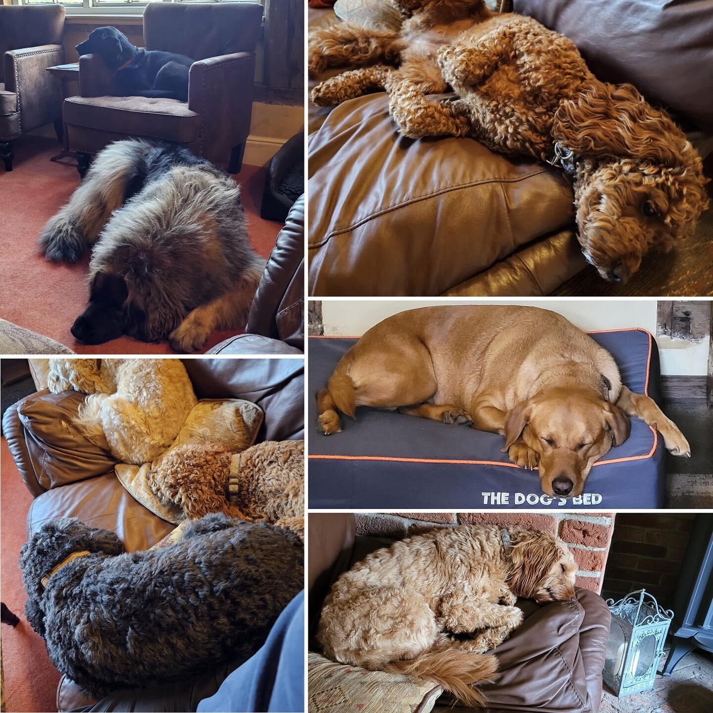 💤💤💤 sleeping beauties #quietevenings #sleepingdogs #happydogs #settledgroup #leonberger #springador #cockapoos #cavapoos #labrador #doghomeboarding #dogboarding