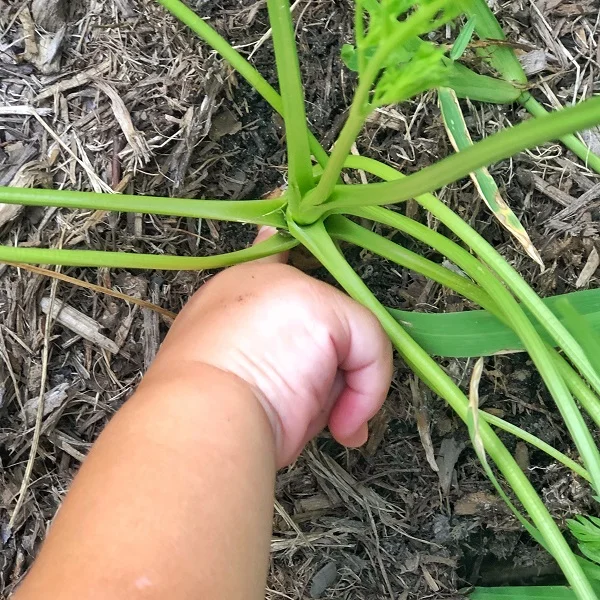 gardening with kids tomatoes 2.jpg