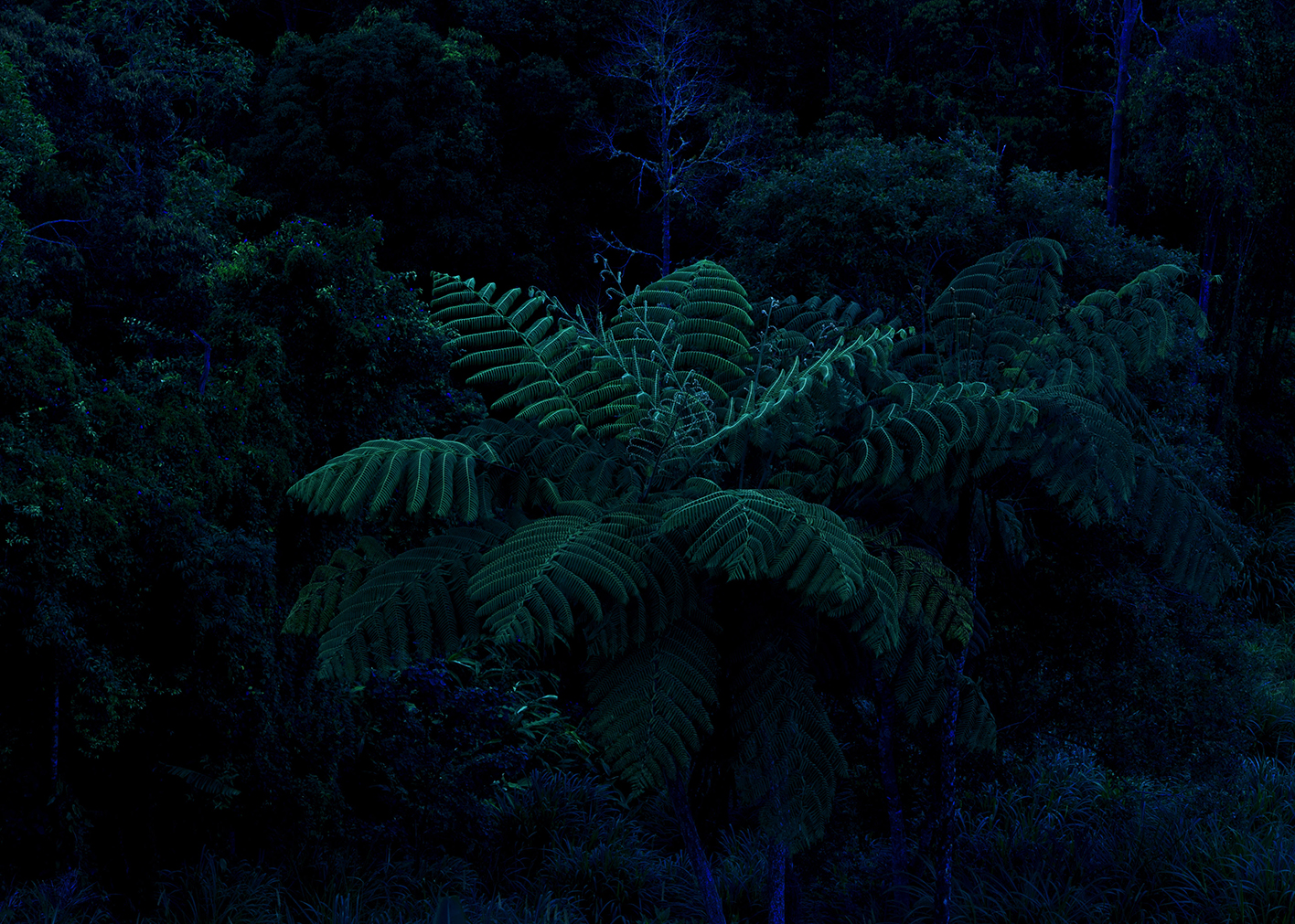 physis Fern - Jan Schilthuizen(small).jpg