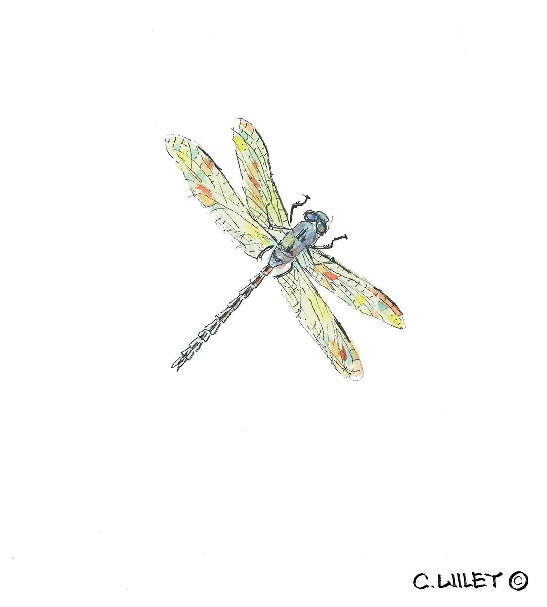 dragonfly.jpg