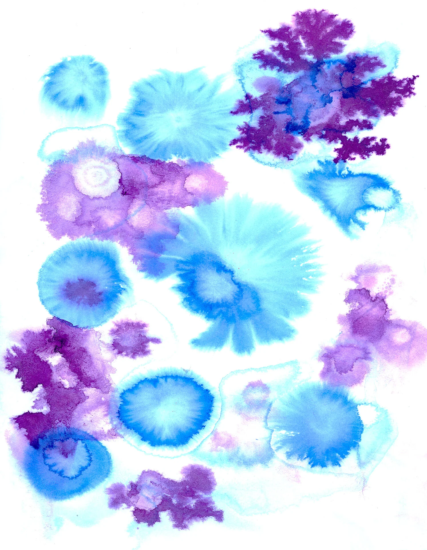purplecoral.jpg