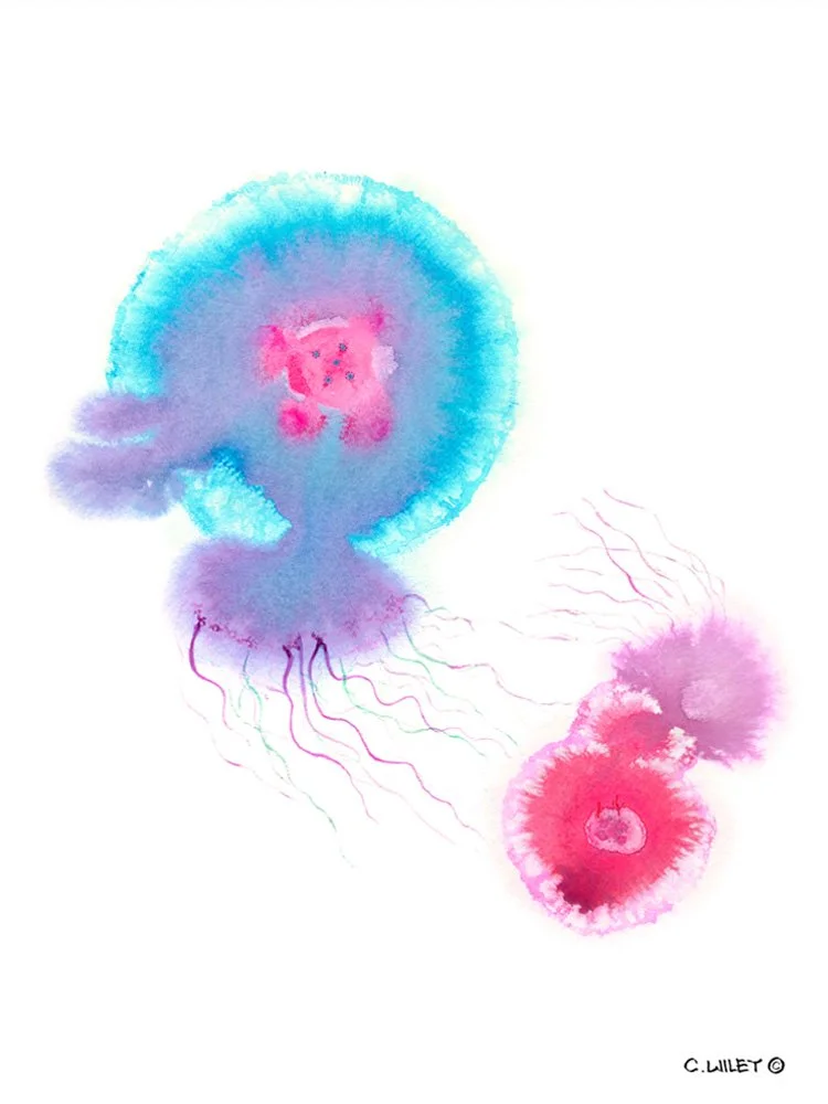 Final Big Aqua Jellyfish withboarder.jpg