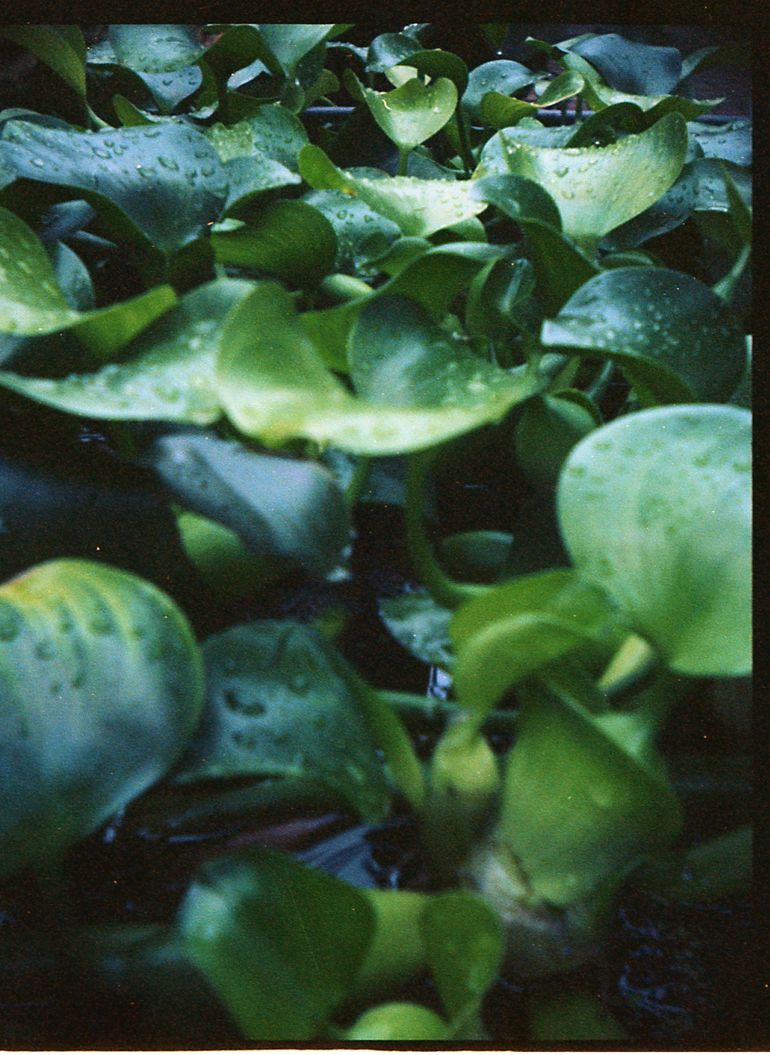 Cans040.gif