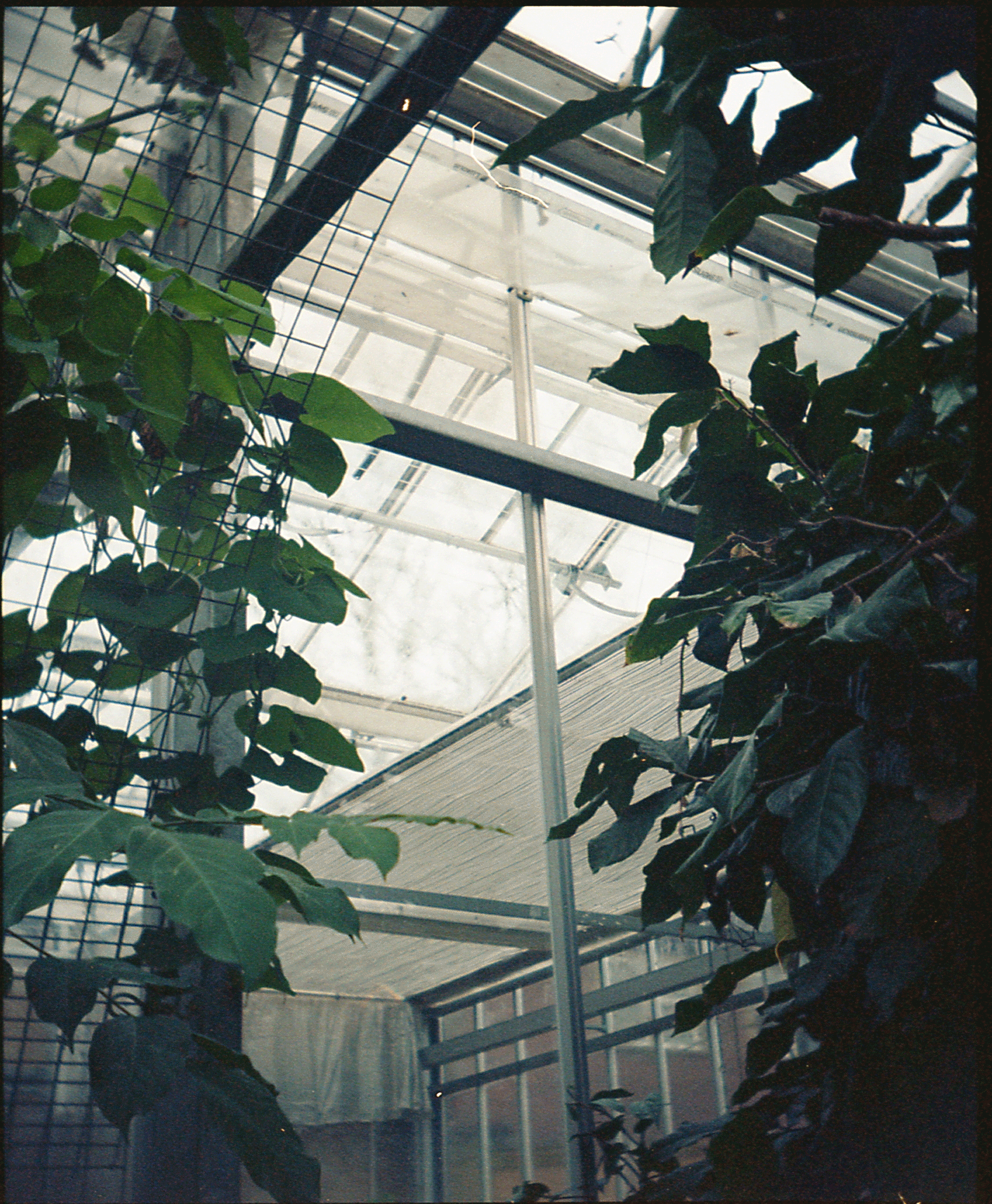 Cans046.gif