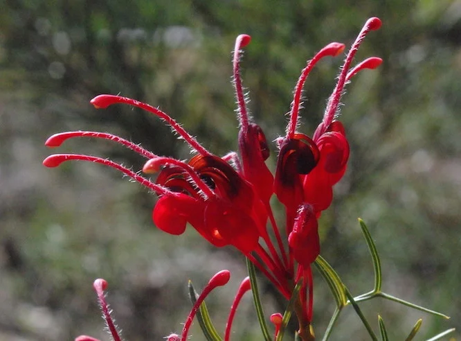 Willoughby Park Flowers in Bloom