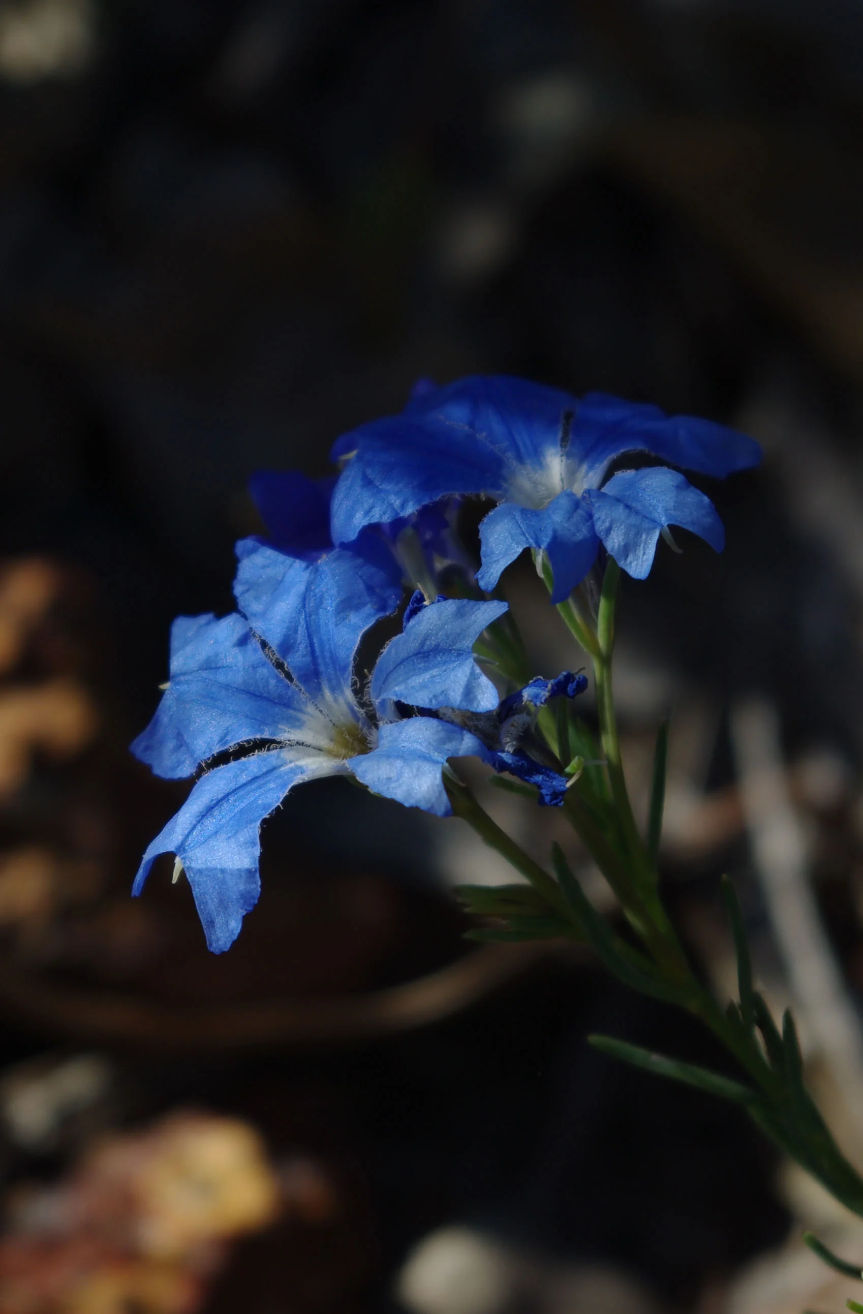 Lechenaultia biloba